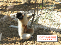 Zoo de Vincennes, Parc Zoologique de Paris