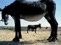 Au sud d'aujourd'hui, l'exposition de la Fondation Calouste Gulbenkian