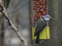 Festival des oiseaux de Levallois 2019 sur l'Ile de la Jatte 
