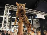 Salon Chiens Chats 2019 - Le salon pour mieux les choisir