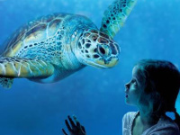 Seastars et Sea-nema à l'Aquarium Sea Life