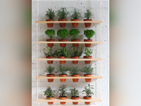 Madeleine & Gustave : troc des plantes