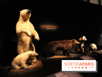 Espèces d'Ours, l'expo au Muséum National d'Histoire Naturelle