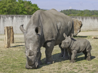 Le zoo de Thoiry accueille un nouveau rhinocéros !