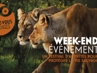 Rendez-vous sauvage au parc zoologique de paris : un week-end événement !
