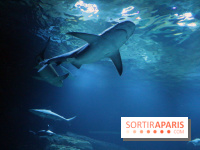 Zig & Sharko à l'aquarium de Paris