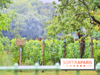 Domaine du bois brillant, la renaissance d'un vignoble historique en île-de-France