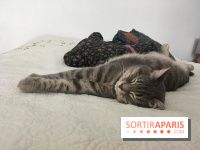 Coronavirus et santé animale pendant le confinement : les conseils d'un vétérinaire