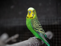 À Paris, fermeture du marché aux oiseaux sur l'île de la cité