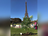 Du chanvre planté près des monuments les plus iconiques de la capitale