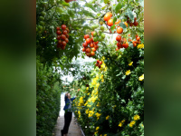 Jardin Perché du BHV Marais