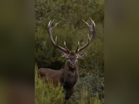 Excursion dans la forêt de Chambord pour le brame des cerfs