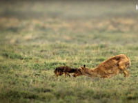 Notre monde vivant : le docu nature avec Cate Blanchett à découvrir sur Netflix
