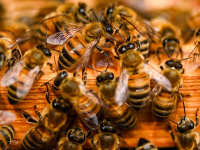 Ateliers d'initiation à l'apiculture durable aux Ruches Villette