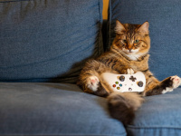 Neige et verglas : notre sélection des jeux vidéo du moment pour rester bien au chaud