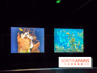 Rose Lowder au Palais de Tokyo : la nature image par image dans une exposition de films