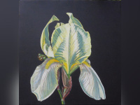 Des iris pour IRIS, l’exposition de Marc Beaulieux à la galerie Popy Arvani