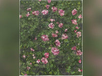 Orsay vu par Julian Schnabel, l'exposition au musée d'Orsay