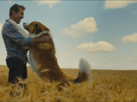 Mes autres vies de chien : la bande-annonce !