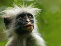 La vie secrète des animaux : le documentaire narré par Hugh Bonneville