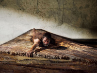 L'Homme qui rétrécit – Jean Dujardin face à l'inconnu dans une adaptation du roman culte