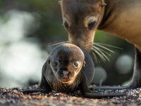 Otaries des Galápagos : un documentaire animalier signé Hugh Wilson et raconté par Emmanuel Curtil