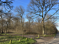 La forêt de Meudon