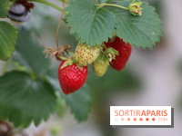 Les cueillettes de fruits, légumes et fleurs autour de Paris