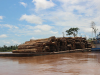 Brésil : la déforestation de l'Amazonie en hausse de 25%, nouveau record 