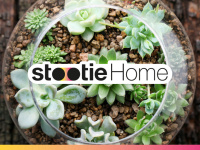 Lancement de Stootie home