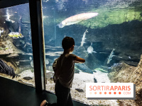 L'Aquarium de la Porte Dorée se renouvelle