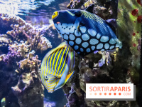 L'Aquarium de la Porte Dorée se renouvelle
