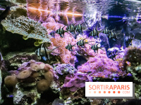 L'Aquarium de la Porte Dorée se renouvelle