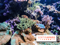 L'Aquarium de la Porte Dorée se renouvelle