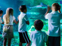 Sea Life lance des billets couplés avec le Parc des Félins et Terre de Singes