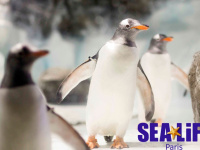 Arrivée de deux nouveaux manchots papous chez Sea Life Paris 