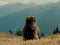 L'Ours, l'inoubliable film de Jean-Jacques Annaud ressort au cinéma en version restaurée