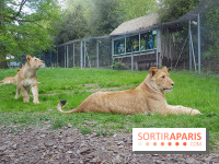 Zoo de Thoiry 2018 : les photos