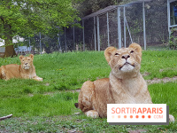Zoo de Thoiry 2018 : les photos
