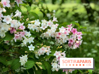 L'Arboretum de Versailles - Chevreloup