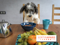 Cafe des chiens, café à chien, bar à chien