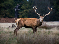 La maladie du cerf-zombie, qu'est-ce que c'est ? Et peut-elle se propager à l'homme ? 