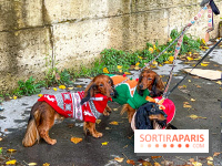 Paris Sausage Walk 2023 : la marche des teckels de retour dans la capitale, pour la bonne cause !