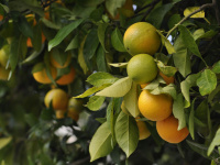 Vers une pénurie d'agrumes en Europe ?