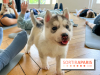 Puppy Yoga Paris, des séances de yoga tout en câlins avec d'adorables chiots - Prochaines dates