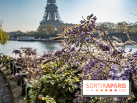 Visuel Paris glycine Tour Eiffel Seine