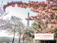 Visuel Paris Tour Eiffel cerisiers en fleurs