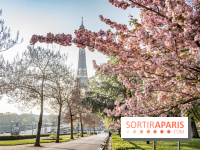 Visuel Paris Tour Eiffel cerisiers en fleurs
