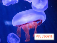 L'Aquarium de Paris ouvre son Médusarium