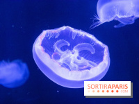 L'Aquarium de Paris ouvre son Médusarium
